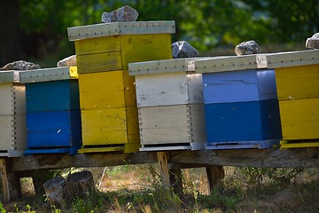 Image showing honey bee home in nature