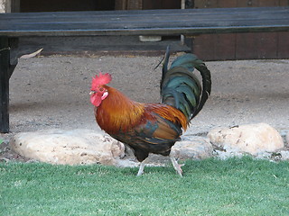 Image showing A rooster