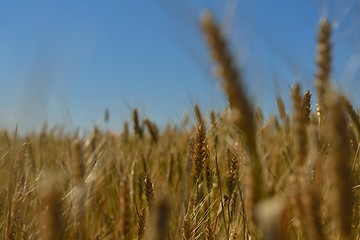 Image showing wheat field with blue sky in background