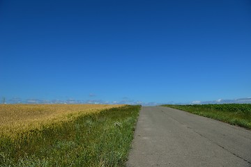 Image showing wheat field with blue sky in background