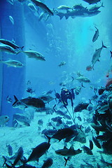 Image showing aquarium with fishes and reef