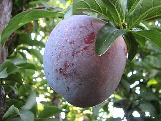 Image showing A big plum