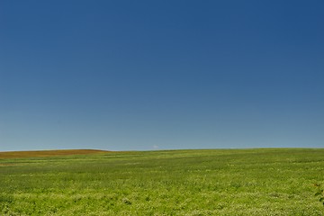 Image showing wheat field with blue sky in background