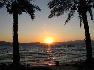 Image showing palms sunset