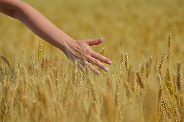 Image showing hand in wheat field