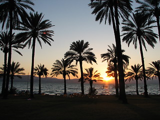 Image showing sunset on palm trees