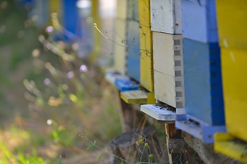 Image showing honey bee home in nature