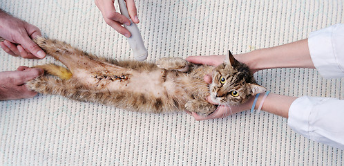 Image showing veterinarian and assistant in a small animal clinic