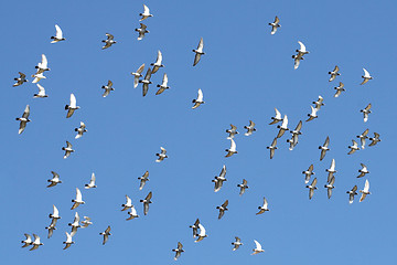 Image showing Birds in flight