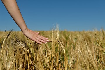 Image showing Hand in wheat field