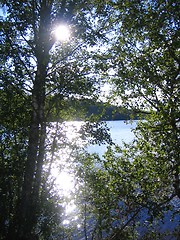 Image showing Sunshine through branches