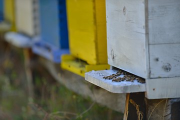 Image showing honey bee home in nature