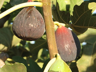 Image showing figs