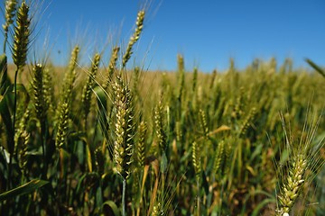 Image showing wheat field with blue sky in background