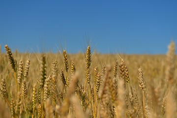 Image showing wheat field with blue sky in background