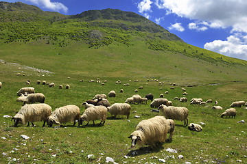 Image showing sheeps in nature