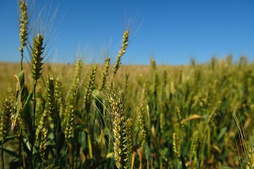 Image showing wheat field with blue sky in background