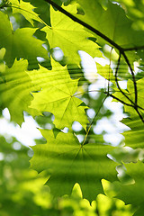 Image showing Branch of green maple with water ripples