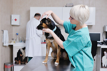 Image showing veterinarian and assistant in a small animal clinic