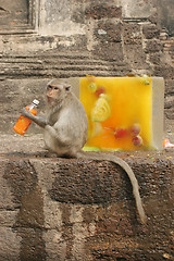 Image showing A monkey sits next to a block of ice filled with food and flower