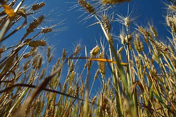 Image showing wheat field with blue sky in background