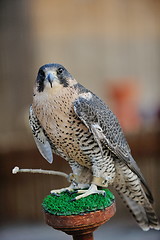 Image showing arab falcon bird