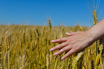 Image showing hand in wheat field