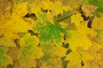 Image showing autumn orange leafs background