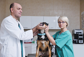 Image showing veterinarian and assistant in a small animal clinic