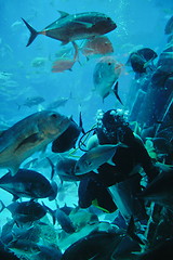 Image showing aquarium with fishes and reef