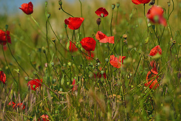 Image showing puppy flower field background