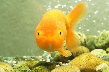 Image showing Lion head goldfish
