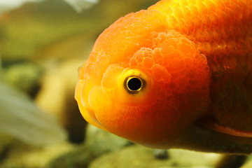 Image showing Lion head goldfish