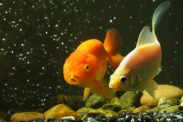 Image showing Fancy goldfish