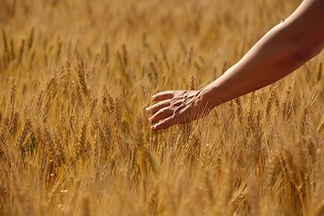 Image showing hand in wheat field