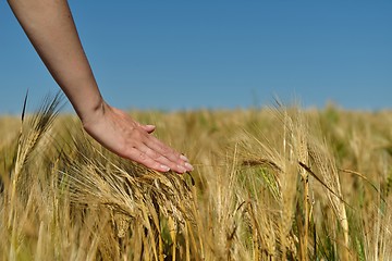 Image showing Hand in wheat field