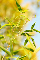 Image showing Bamboo