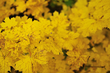 Image showing autumn orange leafs background