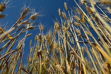 Image showing wheat field with blue sky in background