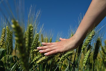 Image showing Hand in wheat field