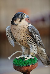 Image showing arab falcon bird