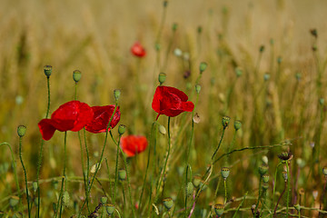 Image showing puppy flower field background