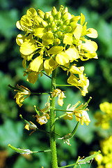 Image showing Flower in the sun