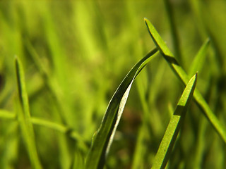 Image showing green grass background