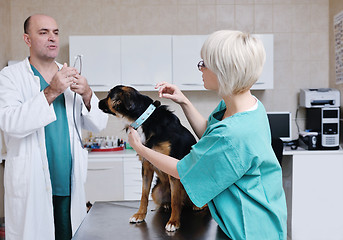 Image showing veterinarian and assistant in a small animal clinic