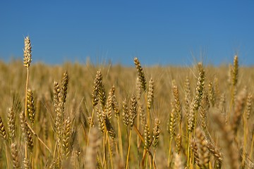 Image showing wheat field with blue sky in background