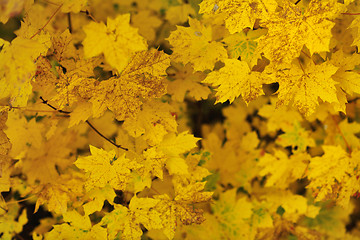 Image showing autumn orange leafs background