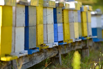 Image showing honey bee home in nature