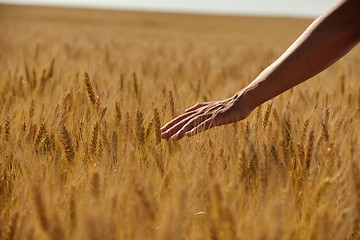 Image showing hand in wheat field