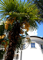 Image showing Blooming palm tree